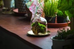 Heart Shape Tip Glass Cloche With Glass Base And Metal Gold Base Set 37 Heart Shape Tip Glass Cloche With Glass Base And Metal Gold Base Set -Glass Plant Store IMG 8706