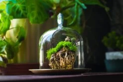 Heart Shape Tip Glass Cloche With Glass Base And Metal Gold Base Set 38 Heart Shape Tip Glass Cloche With Glass Base And Metal Gold Base Set -Glass Plant Store IMG 8709 2