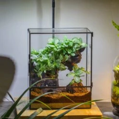 Close Geometric Glass Tin Terrarium With 3 Vents , 8x10" With Side Door, For Insects, Snail , Spider, Micro Landscape 22 Close Geometric Glass Tin Terrarium With 3 Vents , 8x10" With Side Door, For Insects, Snail , Spider, Micro Landscape -Glass Plant Store IMG 8709