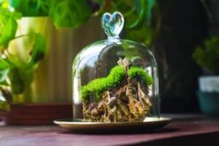 Heart Shape Tip Glass Cloche With Glass Base And Metal Gold Base Set 39 Heart Shape Tip Glass Cloche With Glass Base And Metal Gold Base Set -Glass Plant Store IMG 8710