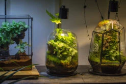 5W Warm White Black LED Grow Light Adjustable With Black Matte Stand, Or Terrarium, Moss, Shade Plants, Multi Size Available Customizable - 29cm / 11.4" -Glass Plant Store IMG 8710 09ce3816 4ed3 4f1e 86e3 b53b276898af