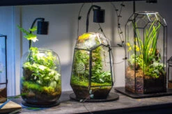 5W Warm White Black LED Grow Light Adjustable With Black Matte Stand, Or Terrarium, Moss, Shade Plants, Multi Size Available Customizable - 29cm / 11.4" -Glass Plant Store IMG 8714 d463ba00 edfc 4b57 8014 b194b875d6eb