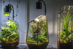 5W Warm White Black LED Grow Light Adjustable With Black Matte Stand, Or Terrarium, Moss, Shade Plants, Multi Size Available Customizable -34cm / 13.4 -Glass Plant Store IMG 8717 5621f9b5 dcfa 466f 937a 8b4c02e4ed81