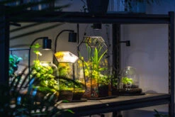 5W Warm White Black LED Grow Light Adjustable With Black Matte Stand, Or Terrarium, Moss, Shade Plants, Multi Size Available Customizable -34cm / 13.4 -Glass Plant Store IMG 8718