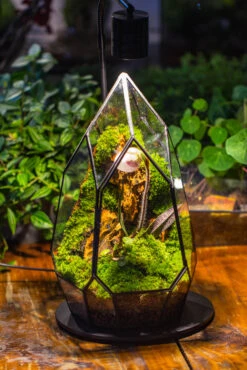Cliff Terrarium Building DIY Set: Live Moss Cliff TearDrop Close Terrarium With Matching LED Grow Light And Base 27 Cliff Terrarium Building DIY Set: Live Moss Cliff TearDrop Close Terrarium With Matching LED Grow Light And Base -Glass Plant Store IMG 8721 064fcab2 f29e 4ca4 8f46 0c7ab7e24cd6