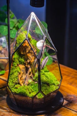 Cliff Terrarium Building DIY Set: Live Moss Cliff TearDrop Close Terrarium With Matching LED Grow Light And Base 30 Cliff Terrarium Building DIY Set: Live Moss Cliff TearDrop Close Terrarium With Matching LED Grow Light And Base -Glass Plant Store IMG 8722