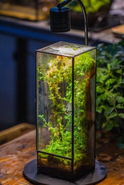 NCYP Close 11.8" Tall Geometric Glass Terrarium With Door, Tin Sealed Pillar, Planter For Moss Wall, Fern, Pitcher Plants, Tropical Plants -Glass Plant Store IMG 8727 8ebf3a80 6215 401e af5d 1097a74ea2e3