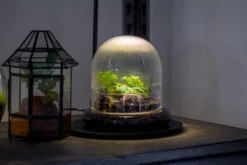 Round Glass Cloche Terrarium 12 Cm Diameter X 12cm Height With Matching Warm White Spot LED Grow Light And Base Set 33 Round Glass Cloche Terrarium 12 Cm Diameter X 12cm Height With Matching Warm White Spot LED Grow Light And Base Set -Glass Plant Store IMG 8734