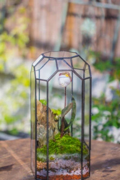 Vintage Tall Octagon Geometric Tin Glass Terrarium , 12.6" , Close, Suitable For Tall Plants, Orchid, Small Begonia Pitcher, Micro Landscape -with White Light Set 38 Vintage Tall Octagon Geometric Tin Glass Terrarium , 12.6" , Close, Suitable For Tall Plants, Orchid, Small Begonia Pitcher, Micro Landscape -with White Light Set -Glass Plant Store IMG 8819 a33a266f 32db 4470 817a b67ec456b2a5