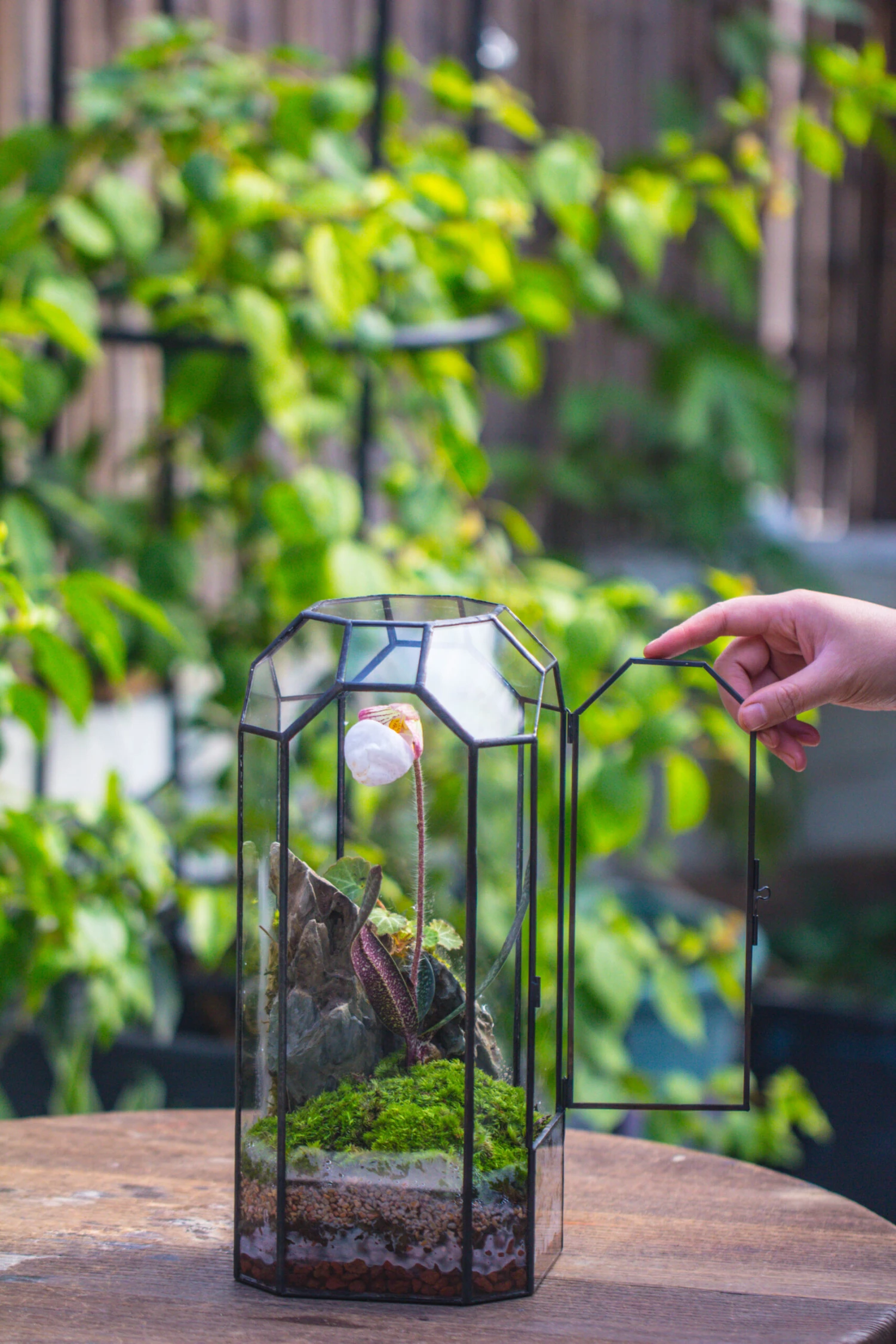 Vintage Tall Octagon Geometric Tin Glass Terrarium , 12.6" , Close, Suitable For Tall Plants, Orchid, Small Begonia Pitcher, Micro Landscape -with Warm Light Set 19 Vintage Tall Octagon Geometric Tin Glass Terrarium , 12.6" , Close, Suitable For Tall Plants, Orchid, Small Begonia Pitcher, Micro Landscape -with Warm Light Set - Image 19