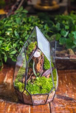 Cliff Terrarium Building DIY Set: Live Moss Cliff TearDrop Close Terrarium With Matching LED Grow Light And Base 38 Cliff Terrarium Building DIY Set: Live Moss Cliff TearDrop Close Terrarium With Matching LED Grow Light And Base -Glass Plant Store IMG 8866