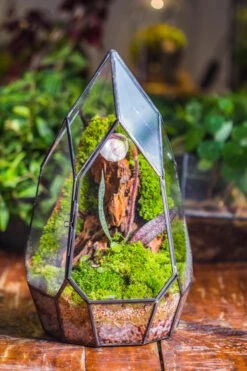 Cliff Terrarium Building DIY Set: Live Moss Cliff TearDrop Close Terrarium With Matching LED Grow Light And Base 39 Cliff Terrarium Building DIY Set: Live Moss Cliff TearDrop Close Terrarium With Matching LED Grow Light And Base -Glass Plant Store IMG 8867