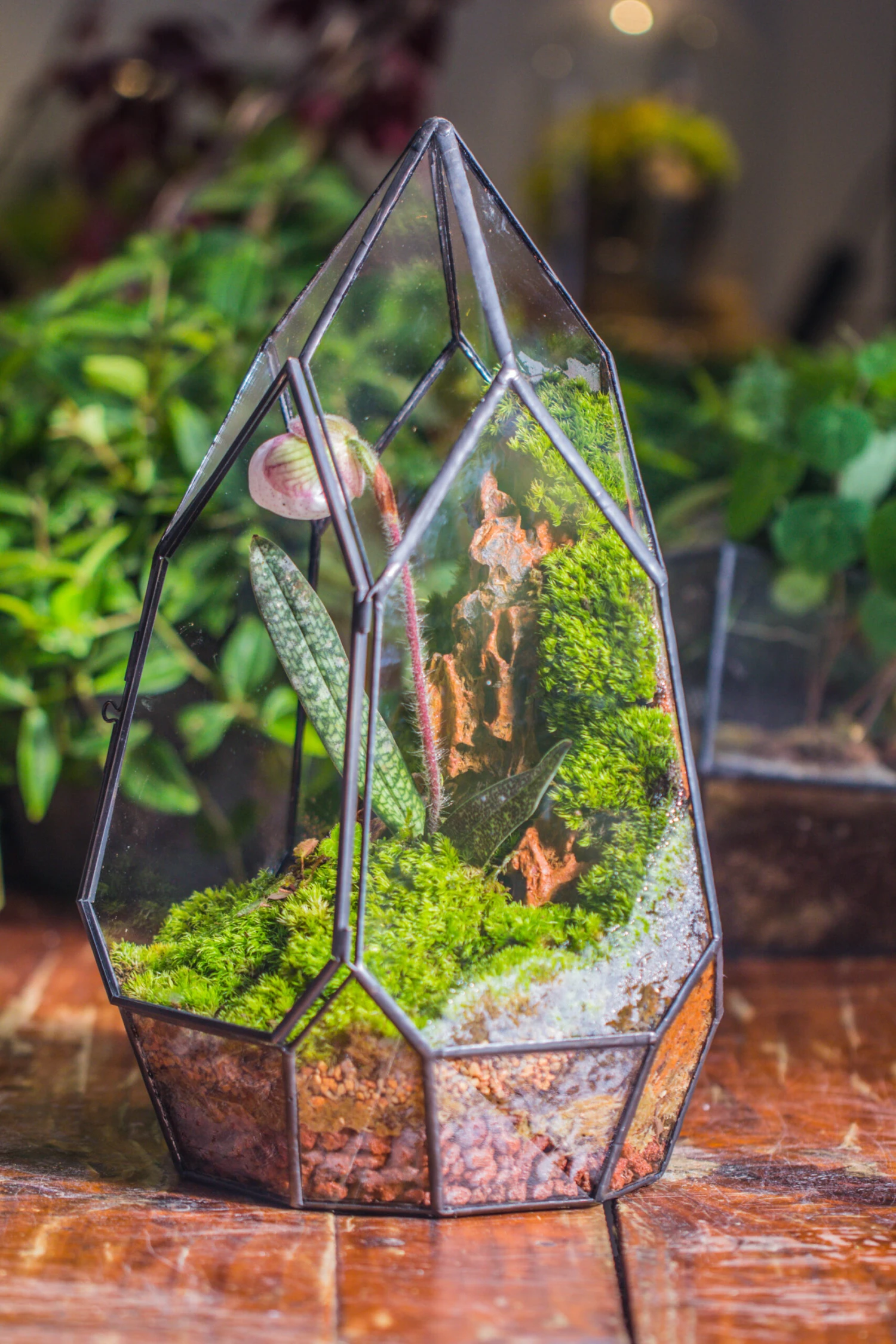 Cliff Terrarium Building DIY Set: Live Moss Cliff TearDrop Close Terrarium With Matching LED Grow Light And Base 16 Cliff Terrarium Building DIY Set: Live Moss Cliff TearDrop Close Terrarium With Matching LED Grow Light And Base - Image 16