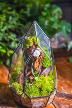 Cliff Terrarium Building DIY Set: Live Moss Cliff TearDrop Close Terrarium With Matching LED Grow Light And Base 37 Cliff Terrarium Building DIY Set: Live Moss Cliff TearDrop Close Terrarium With Matching LED Grow Light And Base -Glass Plant Store IMG 8872
