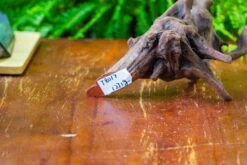 Driftwood For Moss Terrarium, Miniature, Micro Landscape,T8017 -Glass Plant Store IMG 8876 cd7b951a 4ff7 4aa7 9126 481c72e703d6