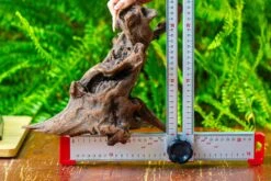 Driftwood For Moss Terrarium, Miniature, Micro Landscape,T8017 -Glass Plant Store IMG 8881 c3663aa4 1732 4eef a790 324763ae49b3
