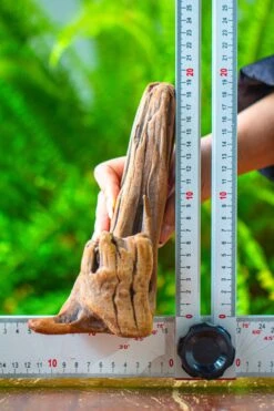 Driftwood For Moss Terrarium, Miniature, Micro Landscape,T8015 -Glass Plant Store IMG 8887 7737e472 6000 42cf 96ed 4fcdcc21b516
