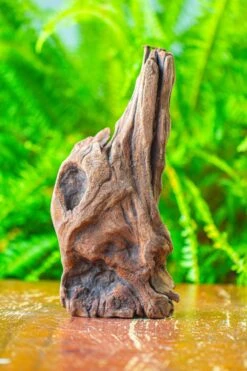 Driftwood For Moss Terrarium, Miniature, Micro Landscape,T8010 -Glass Plant Store IMG 8892 70ddb64a 5109 453a 900a 5837d9692f9e