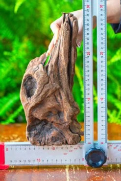 Driftwood For Moss Terrarium, Miniature, Micro Landscape,T8010 -Glass Plant Store IMG 8893 fe060f9f 7aa8 4b9f b8a7 b7ce3e37ade0