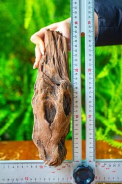 Driftwood For Moss Terrarium, Miniature, Micro Landscape,T8010 -Glass Plant Store IMG 8894 7e536a20 5486 4b12 b74b 0c47d54b40d9