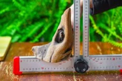 Driftwood For Moss Terrarium, Miniature, Micro Landscape,T8014 -Glass Plant Store IMG 8901