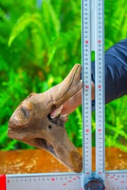 Driftwood For Moss Terrarium, Miniature, Micro Landscape,T8014 -Glass Plant Store IMG 8902