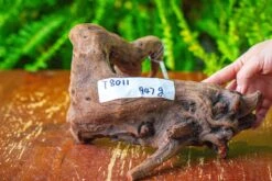 Driftwood For Moss Terrarium, Miniature, Micro Landscape,T8011 -Glass Plant Store IMG 8916 2