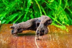 Driftwood For Moss Terrarium, Miniature, Micro Landscape,T8011 -Glass Plant Store IMG 8917