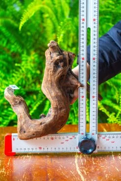 Driftwood For Moss Terrarium, Miniature, Micro Landscape,T8011 -Glass Plant Store IMG 8922