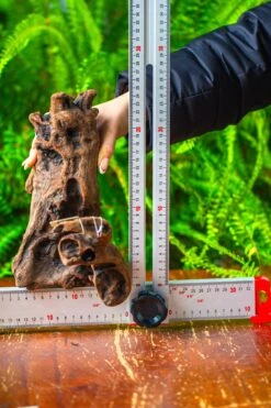 Driftwood For Moss Terrarium, Miniature, Micro Landscape,T8011 -Glass Plant Store IMG 8923 c75861a4 0530 480b a019 82677eace68a