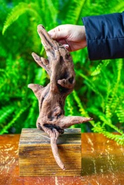 Driftwood For Moss Terrarium, Miniature, Micro Landscape,T8018 -Glass Plant Store IMG 8926 ee20568c f9cb 4441 a4a3 f5aa495a7c59