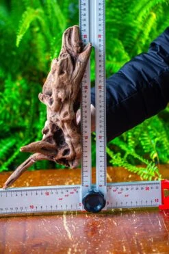 Driftwood For Moss Terrarium, Miniature, Micro Landscape,T8018 -Glass Plant Store IMG 8930 dda1d895 e368 4ad9 9023 764f97fba828