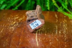 Driftwood For Moss Terrarium, Miniature, Micro Landscape,T8006 -Glass Plant Store IMG 8931 e255c517 480d 4417 8741 1f8d4f8ee665