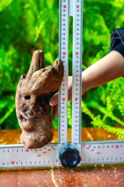 Driftwood For Moss Terrarium, Miniature, Micro Landscape,T8006 -Glass Plant Store IMG 8936 08370f57 82ab 49ac adf9 4003790df233