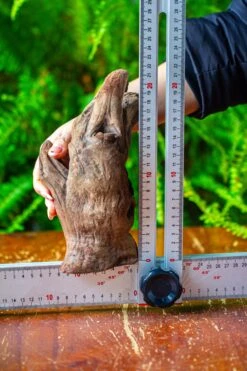 Driftwood For Moss Terrarium, Miniature, Micro Landscape,T8006 -Glass Plant Store IMG 8937