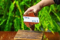 Driftwood For Moss Terrarium, Miniature, Micro Landscape,T8016 -Glass Plant Store IMG 8938