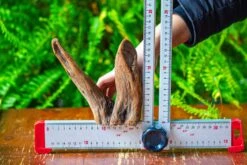 Driftwood For Moss Terrarium, Miniature, Micro Landscape,T8016 -Glass Plant Store IMG 8942