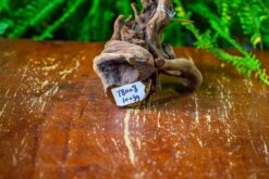 Driftwood For Moss Terrarium, Miniature, Micro Landscape,T8008 -Glass Plant Store IMG 8944