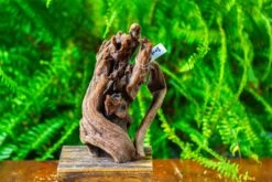 Driftwood For Moss Terrarium, Miniature, Micro Landscape,T8008 -Glass Plant Store IMG 8945