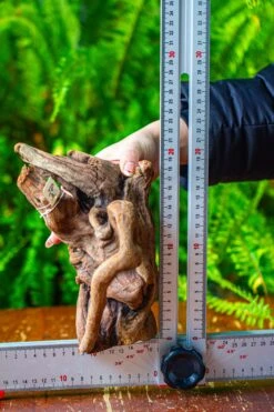 Driftwood For Moss Terrarium, Miniature, Micro Landscape,T8008 -Glass Plant Store IMG 8948