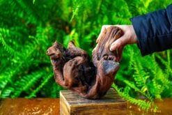 Driftwood For Moss Terrarium, Miniature, Micro Landscape,T8012 -Glass Plant Store IMG 8966