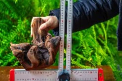 Driftwood For Moss Terrarium, Miniature, Micro Landscape,T8012 -Glass Plant Store IMG 8967