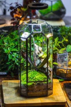 Vintage Tall Octagon Geometric Tin Glass Terrarium , 12.6" , Close, Suitable For Tall Plants, Orchid, Small Begonia Pitcher, Micro Landscape -with White Light Set 30 Vintage Tall Octagon Geometric Tin Glass Terrarium , 12.6" , Close, Suitable For Tall Plants, Orchid, Small Begonia Pitcher, Micro Landscape -with White Light Set -Glass Plant Store IMG 8978 2