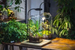 Vintage Tall Octagon Geometric Tin Glass Terrarium , 12.6" , Close, Suitable For Tall Plants, Orchid, Small Begonia Pitcher, Micro Landscape -with White Light Set 29 Vintage Tall Octagon Geometric Tin Glass Terrarium , 12.6" , Close, Suitable For Tall Plants, Orchid, Small Begonia Pitcher, Micro Landscape -with White Light Set -Glass Plant Store IMG 8983