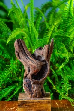 Driftwood For Moss Terrarium, Miniature, Micro Landscape,T8007 -Glass Plant Store IMG 8987 54b85a3a b9d2 49a4 98cb 319a0c3c1c91