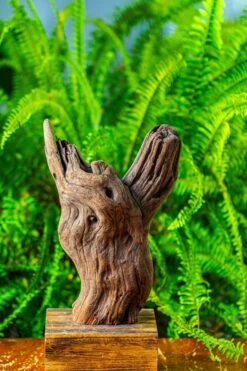 Driftwood For Moss Terrarium, Miniature, Micro Landscape,T8007 -Glass Plant Store IMG 8989 9f05943d 791e 4a90 81de 3b1184ea93bf