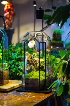 Vintage Tall Octagon Geometric Tin Glass Terrarium , 12.6" , Close, Suitable For Tall Plants, Orchid, Small Begonia Pitcher, Micro Landscape -with Warm Light Set 23 Vintage Tall Octagon Geometric Tin Glass Terrarium , 12.6" , Close, Suitable For Tall Plants, Orchid, Small Begonia Pitcher, Micro Landscape -with Warm Light Set -Glass Plant Store IMG 8995