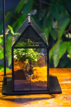 Handmade Terrarium With Light, House Shape Glass Geometric Terrarium With LED Light Set -Glass Plant Store IMG 9015 7ecc941a bf92 4cf9 8780 c503827501ec