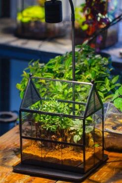 Handmade Terrarium With Light, House Shape Glass Geometric Terrarium With LED Light Set -Glass Plant Store IMG 9018 7339248d 63aa 4981 85ab beb37a4dc879