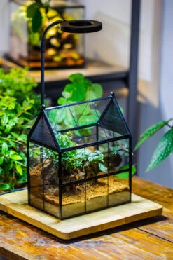 Handmade Terrarium With Light, House Shape Glass Geometric Terrarium With LED Light Set -Glass Plant Store IMG 9024 f38879bc 799a 4ff3 b061 ecc5d6610f1c